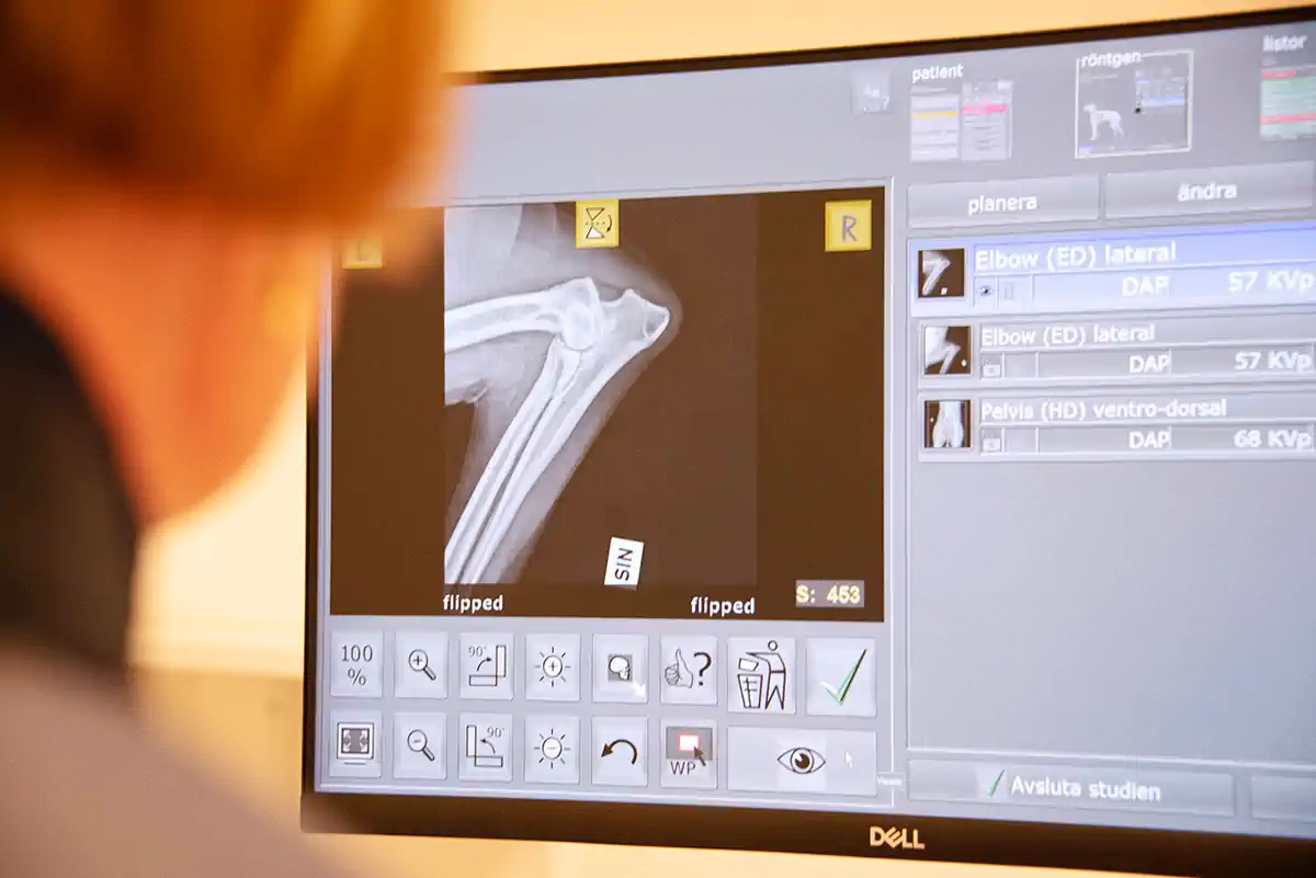 Tandvårdsutrustning – Lorensdals Veterinärklinik Vellinge