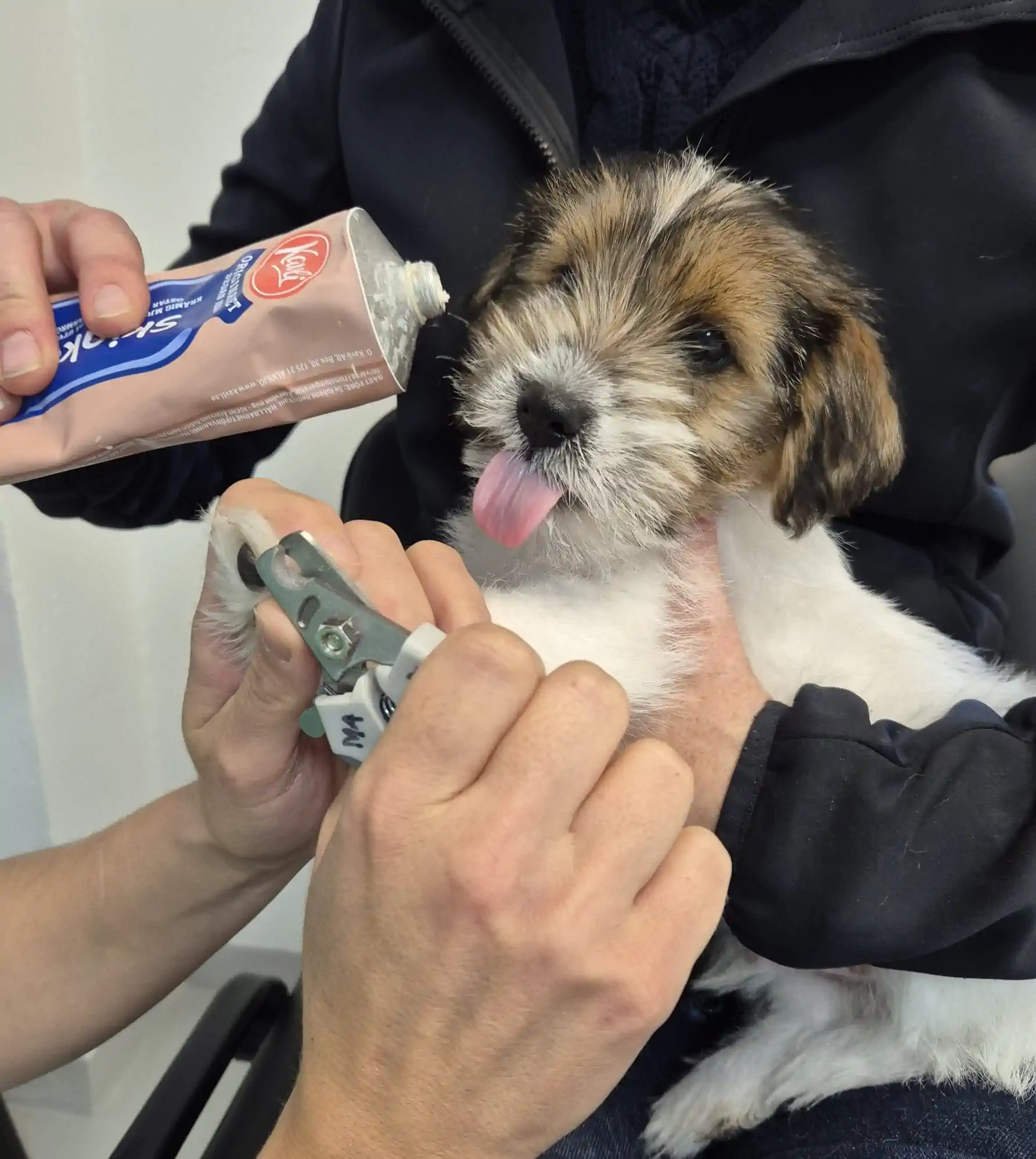 Poliklinik för hund och katt – Lorensdals Veterinärklinik
