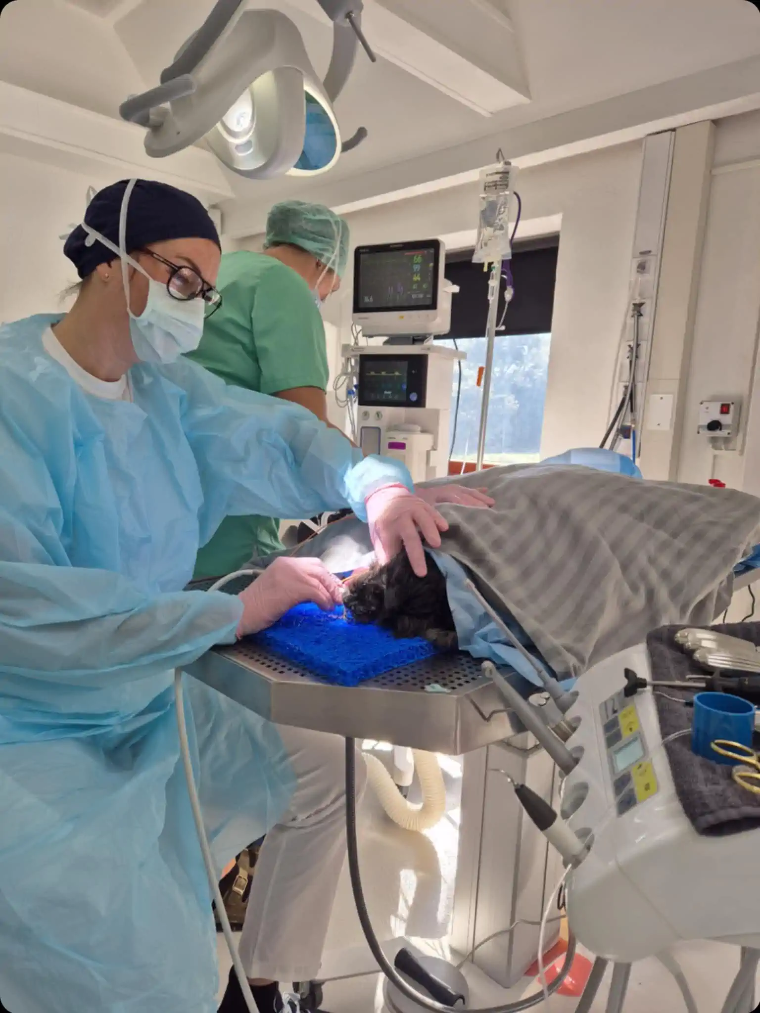 Ortopedisk behandling – Lorensdals Veterinärklinik Vellinge