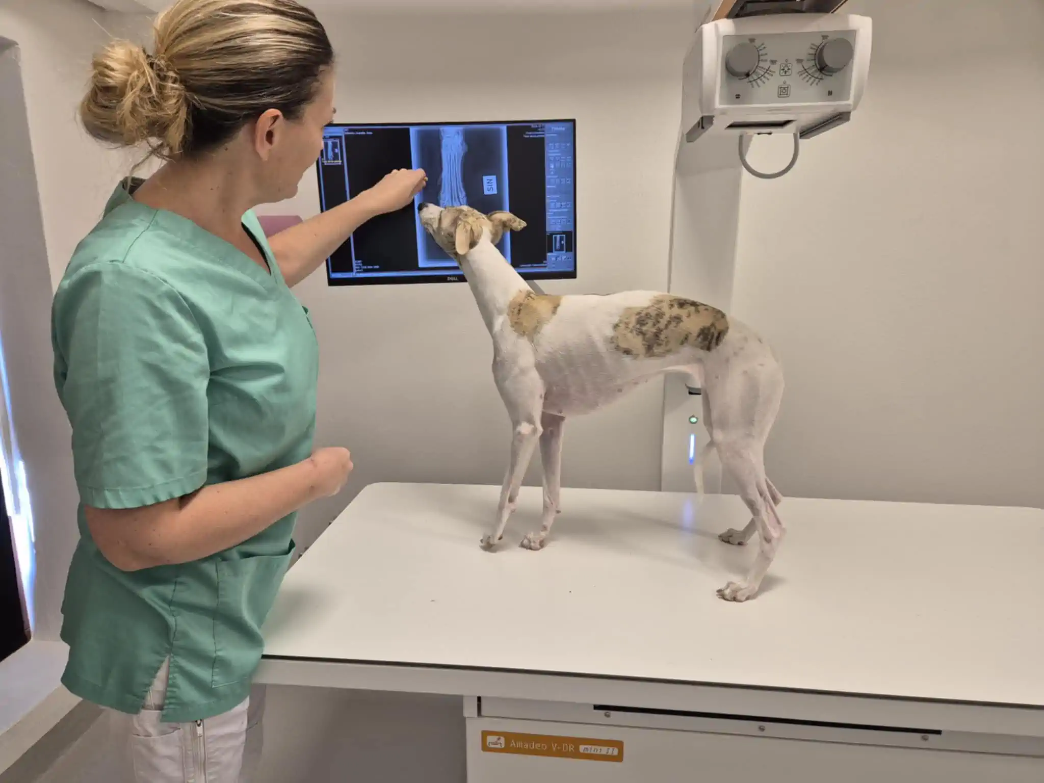 Ortopedi för hund och katt – Lorensdals Veterinärklinik