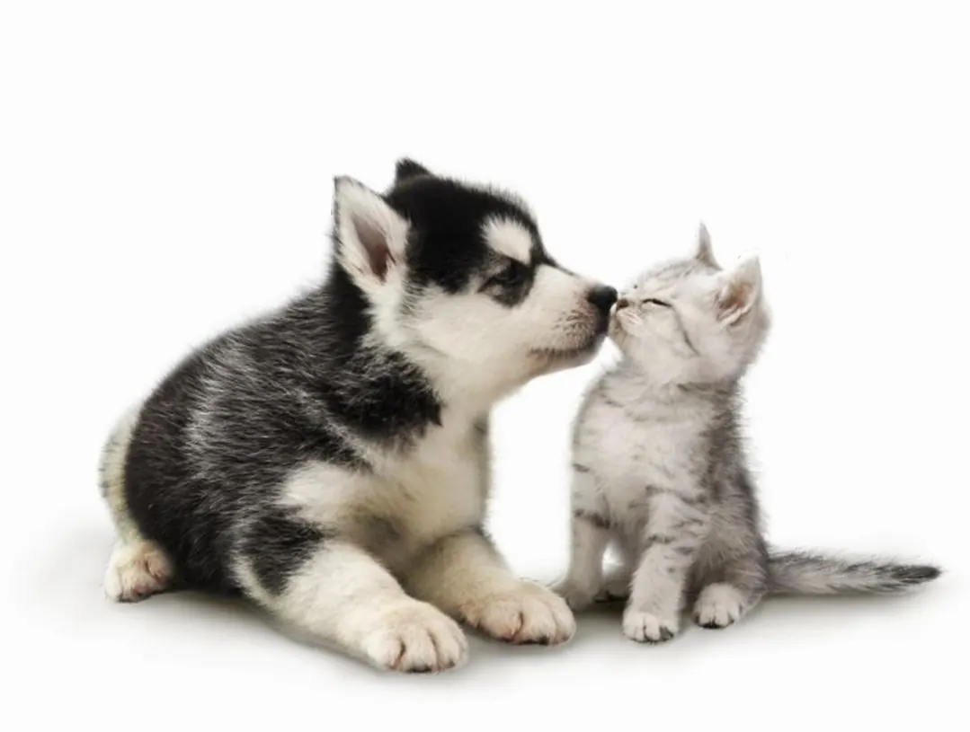 Hund och katt tillsammans – Lorensdals Veterinärklinik Vellinge