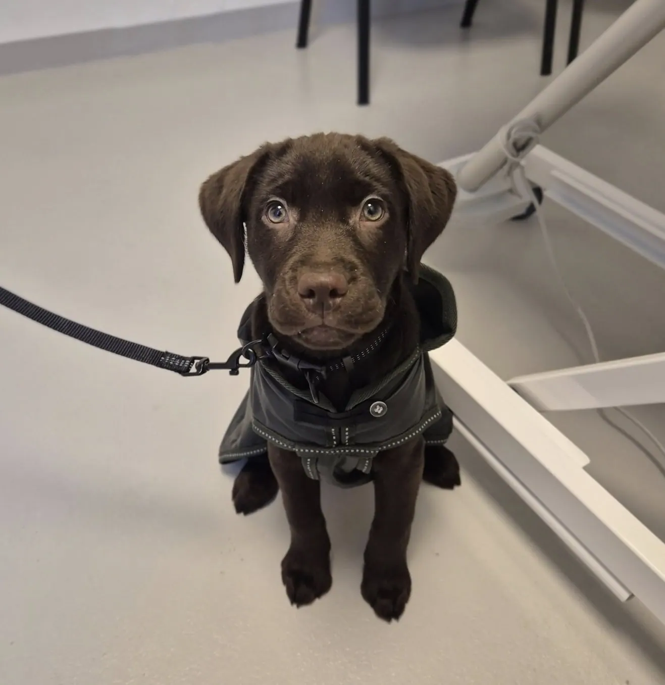 en av våra patienter (en söt valp) som väntar på att få sin vaccination